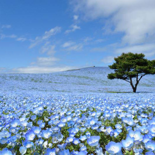 Hitachi Seaside Park