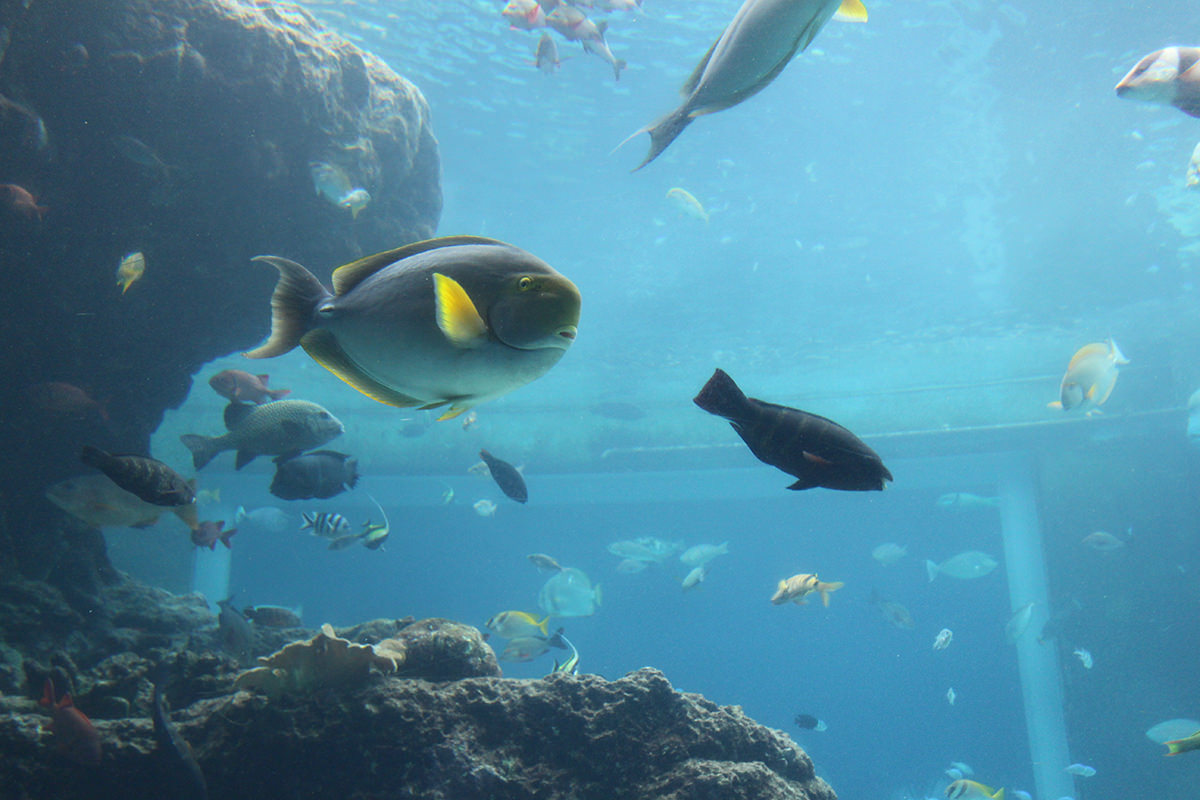 沖縄の海の魚がいっぱい 茨城空港
