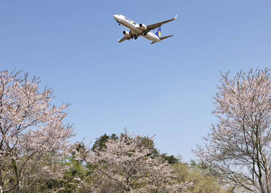 「桜の花道」 Ogawa Dえもん seiji(＠deiemon)様