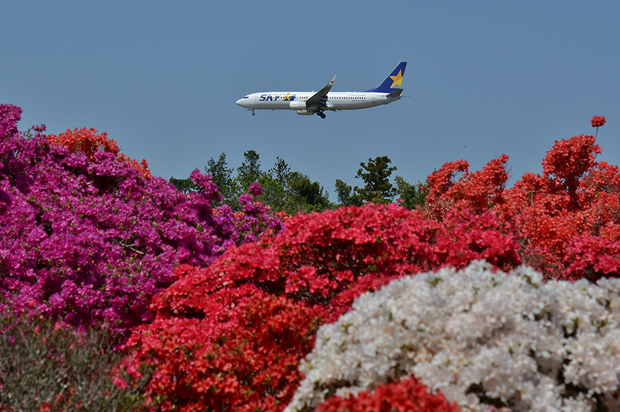 「満開のツツジ」 和田一也様