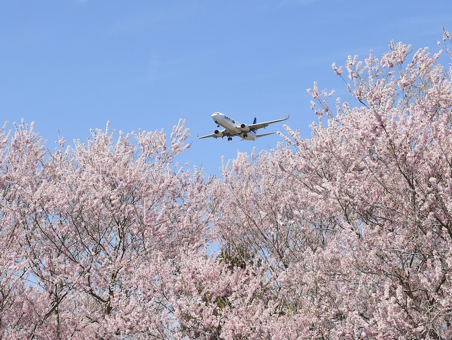 スカイマーク賞「桜満開スカイマーク」 細野 翔瑶様